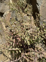 Penstemon richardsonii dentatus