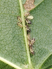 Periphyllus lyropictus