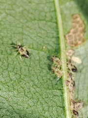 Periphyllus lyropictus