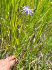 Lactuca pulchella