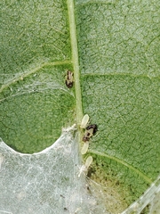 Periphyllus lyropictus