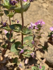 Diplacus cusickioides