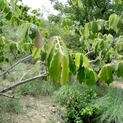 Magnoliopsida