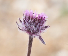 Erigeron eriocephalus