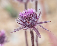 Erigeron eriocephalus