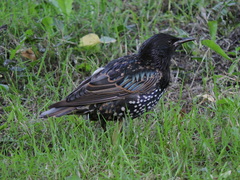 Sturnus vulgaris