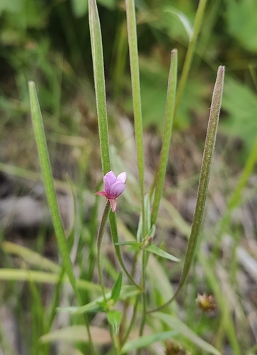 Epilobium gemmascens