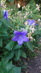Platycodon