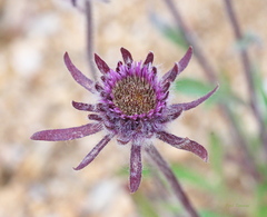 Erigeron eriocephalus
