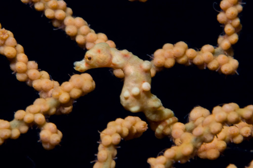 Denise's Pygmy Seahorse - Photo (c) Mark Rosenstein, some rights reserved (CC BY-NC)