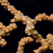 Denise's Pygmy Seahorse - Photo (c) Mark Rosenstein, some rights reserved (CC BY-NC)