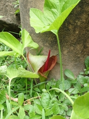 Typhonium trilobatum