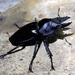 大圓翅鍬形蟲 - Photo 由 Edward Lin 所上傳的 (c) Edward Lin，保留部份權利CC BY-NC