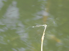 Ischnura capreolus