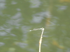 Ischnura capreolus