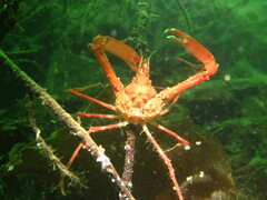 Chorilia longipes