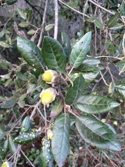 Quercus ilex