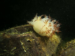 Dendronotus rufus
