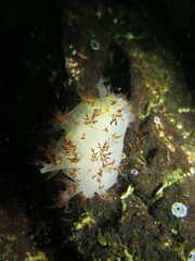 Dendronotus rufus