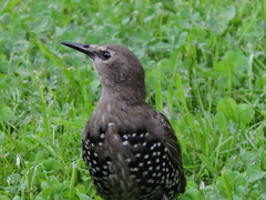 Sturnus vulgaris