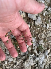 Phemeranthus calcaricus