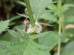 Lycopus europaeus