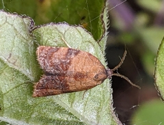 Cacoecimorpha pronubana