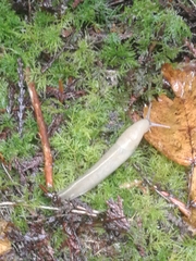 Ariolimax columbianus