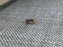 Auplopus carbonarius