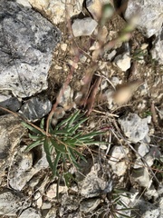 Phemeranthus calcaricus