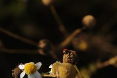 Coccinella quinquepunctata