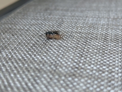 Auplopus carbonarius