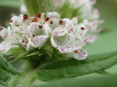 Lycopus europaeus