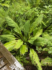 Lysichiton americanus