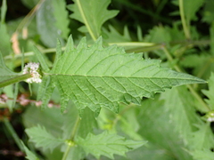 Lycopus europaeus