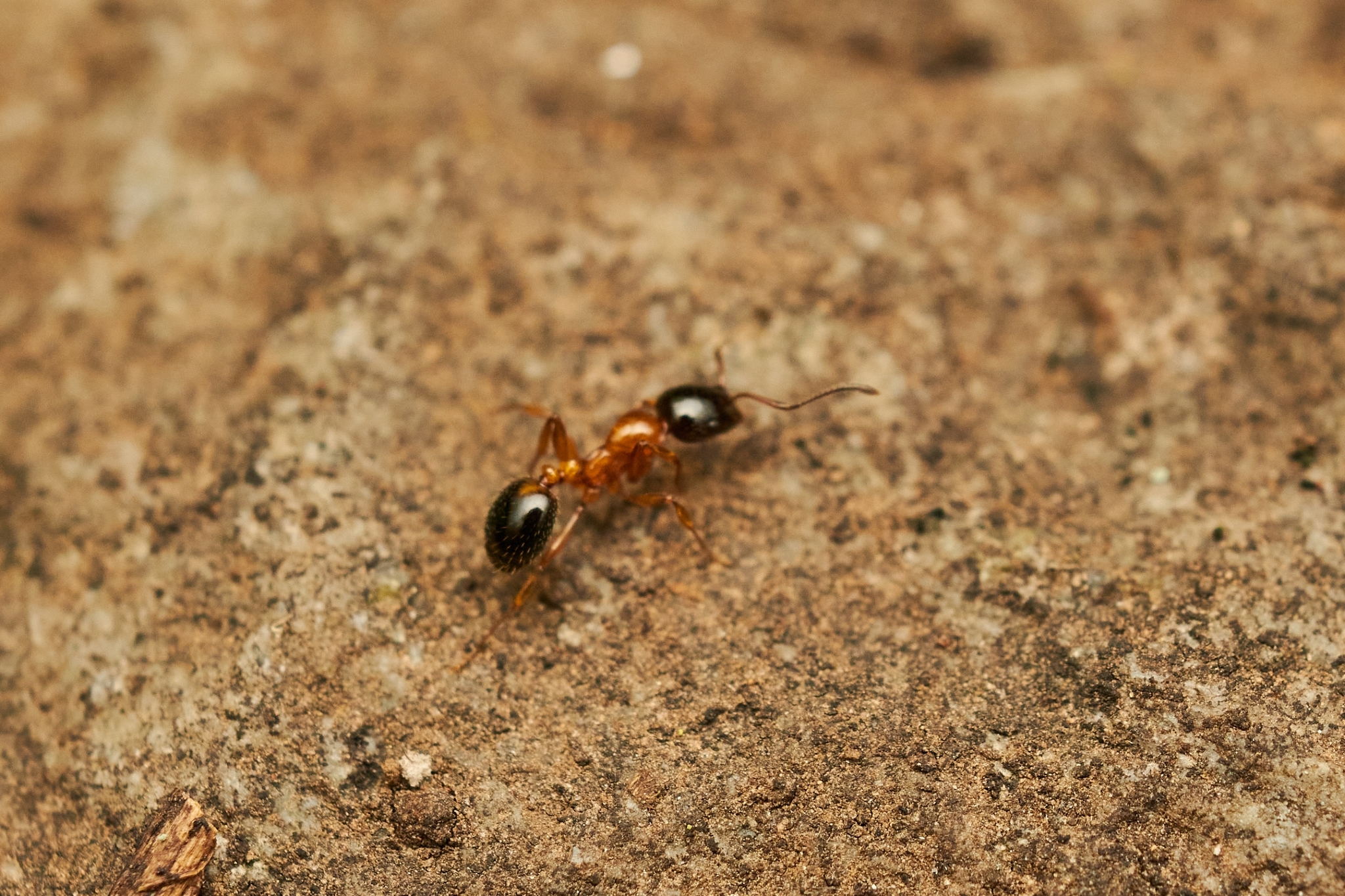 Monomorium cekalovici