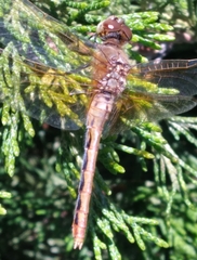 Sympetrum madidum