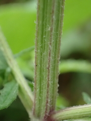 Lycopus europaeus