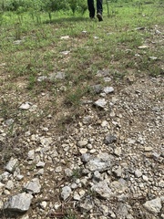 Phemeranthus calcaricus