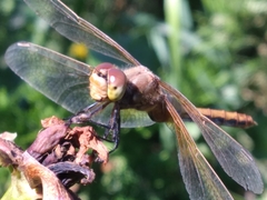 Sympetrum madidum