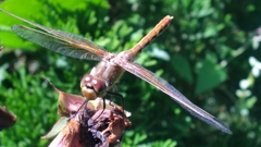 Sympetrum madidum