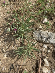 Phemeranthus calcaricus