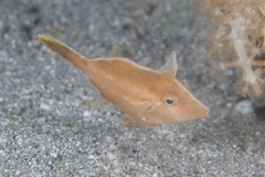 Blacklined Filefish photo 3