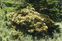 Rhododendron hyperythrum