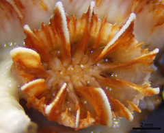 Phyllangia pequegnatae