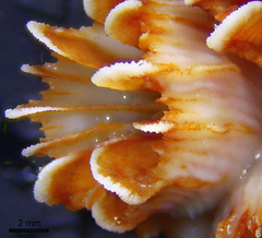 Phyllangia pequegnatae