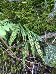 Asplenium trichomanes