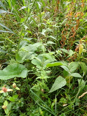 Lycopus europaeus