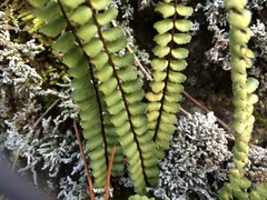 Asplenium trichomanes