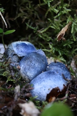 Rossbeevera pachydermis